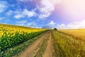 Landscape with dirt road between meadow early in the spring. Agriculture, fields and pastures. Nature design. Wheat crop field and Royalty Free Stock Photo