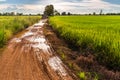 Muddy Road in Rice Field Royalty Free Stock Photo