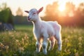 Landscape domestic grass baby sun goat farming green sunset summer rural cute animals Royalty Free Stock Photo