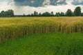 Landscape with dramatic sky and unripe wheat field at rainy summer season in central Ukraine Royalty Free Stock Photo