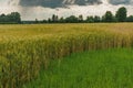 Landscape with dramatic sky and wheat field at summer season in central Ukraine Royalty Free Stock Photo