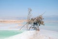 Landscape with dried plants on the Dead Sea Royalty Free Stock Photo