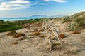 Landscape with dried tree