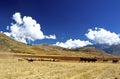 Landscape, drove, Sacred Valley, Peru Royalty Free Stock Photo
