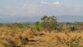 landscape of dry and barren areas, grasslands of summer weeds and rocks