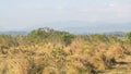 landscape of dry and barren areas, grasslands of summer weeds and rocks