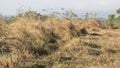 landscape of dry and barren areas, grasslands of summer weeds and rocks