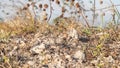 landscape of dry and barren areas, grasslands of summer weeds and rocks