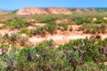 Dry cracked takir soil in semi-desert in Russia. Nature landscape