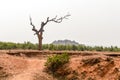 Landscape with dry lone bare tree in Dry hilly Semi-arid area of Chota Nagpur plateau of Jharkhand India. Land degradation happen
