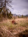 Landscape with a dry pine cone on the ground Royalty Free Stock Photo