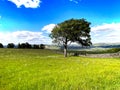 Old dry stone wall, and trees near, Steeton, Keighley, UK