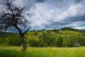 Landscape with dry tree Royalty Free Stock Photo