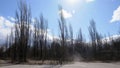 Landscape with dry trees and blue sky with white clouds in winter. Clouds of dust on Pripyat street. Trees on the street of an Royalty Free Stock Photo