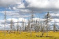 Landscape of dry trees in a swamp in Siberia Royalty Free Stock Photo