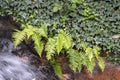 Landscape of Dryopteris male fern growing in Japanischer Garten in Kaiserslautern Germany