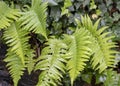 Landscape of Dryopteris male fern growing in Japanischer Garten in Kaiserslautern Germany