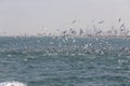 Landscape of the Dubai city skyline with birds catching fish in