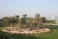 Landscape Dubai from an oasis