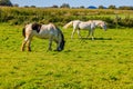 Landscape of Dutch agricultural lan, two white horses, one calmly grazing and another walking Royalty Free Stock Photo