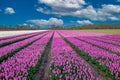 Landscape Dutch flower bulb field with tulips called Light Pink Prince