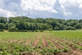 Landscape of a Dutch potato field, furrows with growing plants, lush green trees