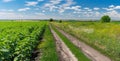 Landscape with an earth road among agricultural sunflower and maize fields Royalty Free Stock Photo