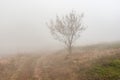 Landscape with earth road, lonely tree and fog on Babuhan Yaila natural reserve in Crimean peninsula