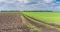 Landscape with an earth road between ploughed earth and field with winter crops at spring season in ukraine Royalty Free Stock Photo