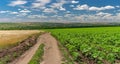 Landscape with an earth road among sunflower and wheat agricultural fields Royalty Free Stock Photo