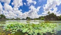 Landscape ecotourism with a large lotus pond lake