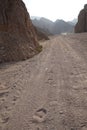 Camel tracks on the road in the vicinity of Malakot Mountain oasis tourist route. Dahab, South Sinai Governorate, Egypt . Royalty Free Stock Photo