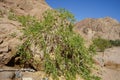 Capparis spinosa, syn. the caper bush, Flinders rose, is a perennial plant. Malakot Mountain oasis, Dahab, Egypt Royalty Free Stock Photo
