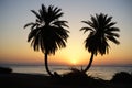 Date palms against the backdrop of sunrise over the Red Sea in the Gulf of Aqaba. Dahab, South Sinai Governorate, Egypt Royalty Free Stock Photo