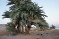 Date palms on the shores of the Red Sea in the Gulf of Aqaba. Phoenix dactylifera, date or date palm, is a flowering plant. Egypt Royalty Free Stock Photo