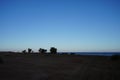 Date palms on the shores of the Red Sea in the Gulf of Aqaba. Phoenix dactylifera, date or date palm, is a flowering plant. Egypt Royalty Free Stock Photo