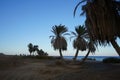 Date palms on the shores of the Red Sea in the Gulf of Aqaba. Phoenix dactylifera, date or date palm, is a flowering plant. Egypt Royalty Free Stock Photo