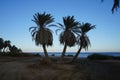 Date palms on the shores of the Red Sea in the Gulf of Aqaba. Phoenix dactylifera, date or date palm, is a flowering plant. Egypt Royalty Free Stock Photo