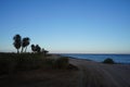 Date palms on the shores of the Red Sea in the Gulf of Aqaba. Phoenix dactylifera, date or date palm, is a flowering plant. Egypt Royalty Free Stock Photo