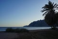 Date palms on the shores of the Red Sea in the Gulf of Aqaba. Phoenix dactylifera, date or date palm, is a flowering plant. Egypt Royalty Free Stock Photo