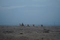 Camels walk along the coast of the Gulf of Aqaba in the Red Sea. Dahab, South Sinai Governorate, Egypt