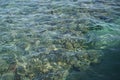 Top view of the coastal coral reef. A reef is a biogeological structure formed by living organisms. Dahab, Egypt