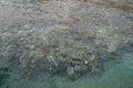 Top view of the coastal coral reef. A reef is a biogeological structure formed by living organisms. Dahab, Egypt