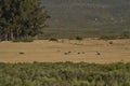 Landscape of Elandsberg Nature Reserve in the Western Cape, South Africa