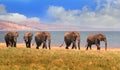 Landscape of elephants on the shoreline of Lake Kariba in Zimbabwe