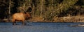 Landscape of Elk in Banff National Park in the Fall Royalty Free Stock Photo