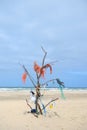 Landscape empty beach with rubbish tree Royalty Free Stock Photo