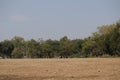 Landscape, empty space, barren lawn, tree line, sky background, selectable focus. Royalty Free Stock Photo