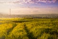 Landscape with endless field Royalty Free Stock Photo