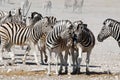 Landscape Etosha National Park with zebra